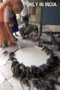 Animals/Insects only in india rat rats feed milk